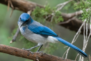Woodhouses Scrub Jay