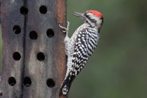 Ladder backed Woodpecker