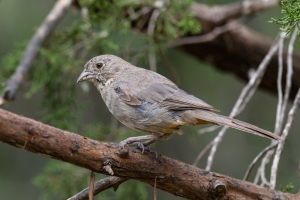 Canyon Towhee