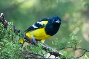 Scotts Oriole