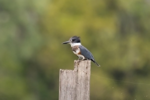 Belted Kingfisher