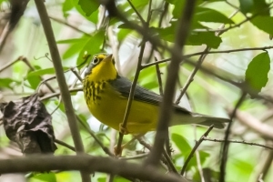 Canada Warbler