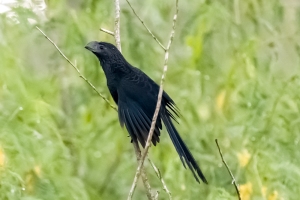 Groove billed Ani