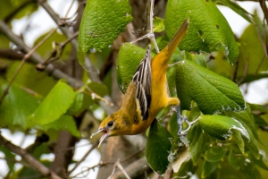Baltimore Oriole