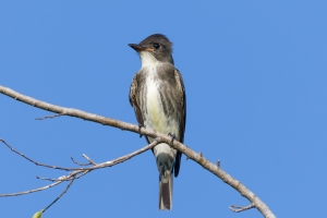 Olive sided Flycatcher