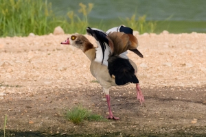 Egyptian Goose
