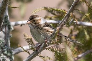 Clay colored Sparrow