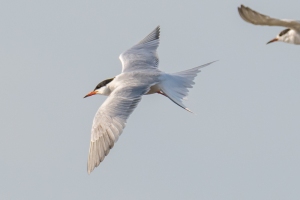 Common Tern