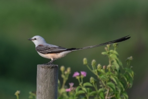 Scissor tailed Flycatcher