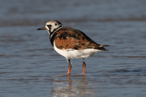 Ruddy Turnstone