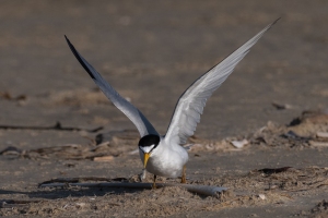 Least Tern