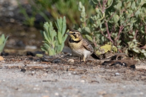 Horned Lark