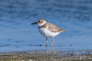 Wilsons Plover
