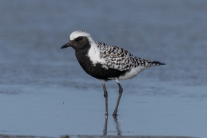 Black bellied Plover
