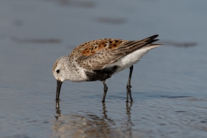 Dunlin