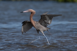 Reddish Egret