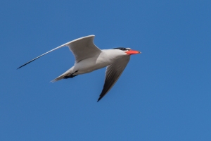 Caspian Tern