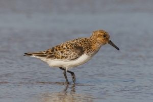 Sanderling