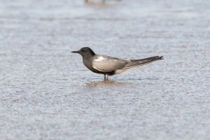Black Tern