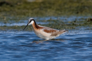 Wilsons Phalarope