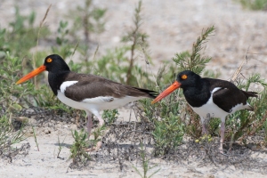 American Oystercatcher