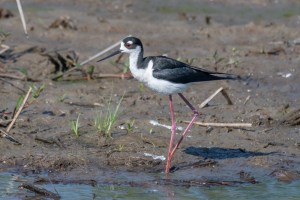 Black necked Stilt