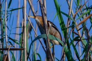 Least Bittern
