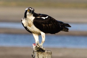 Osprey