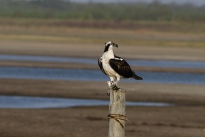 Osprey with breakfast