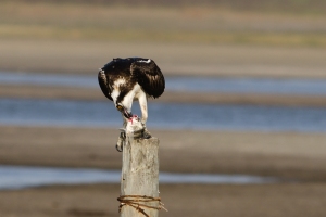 Osprey with breakfast