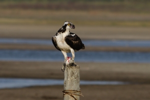 Osprey with breakfast