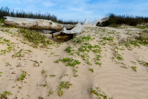 Bryan Beach-Brazoria County, Texas