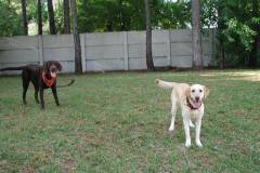 2dogs_1