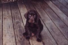 Hershey