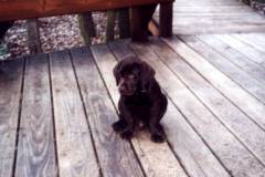 Hershey