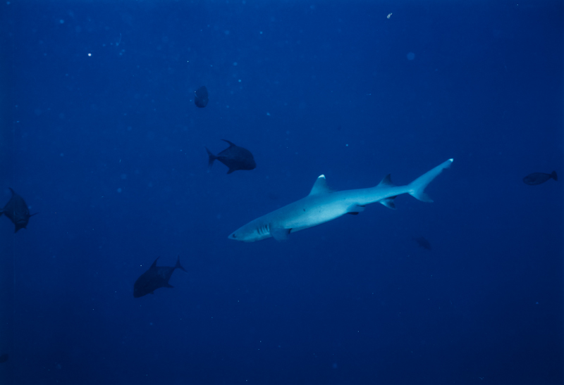 Osprey and Bougainville Reefs