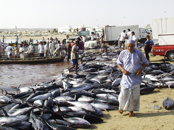 Yellowfin tuna
