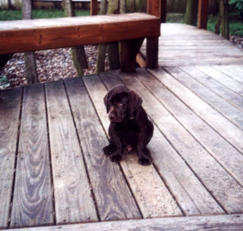 hershey