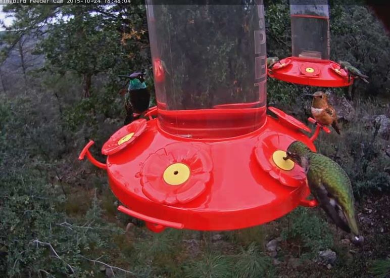 West Texas Hummingbirds