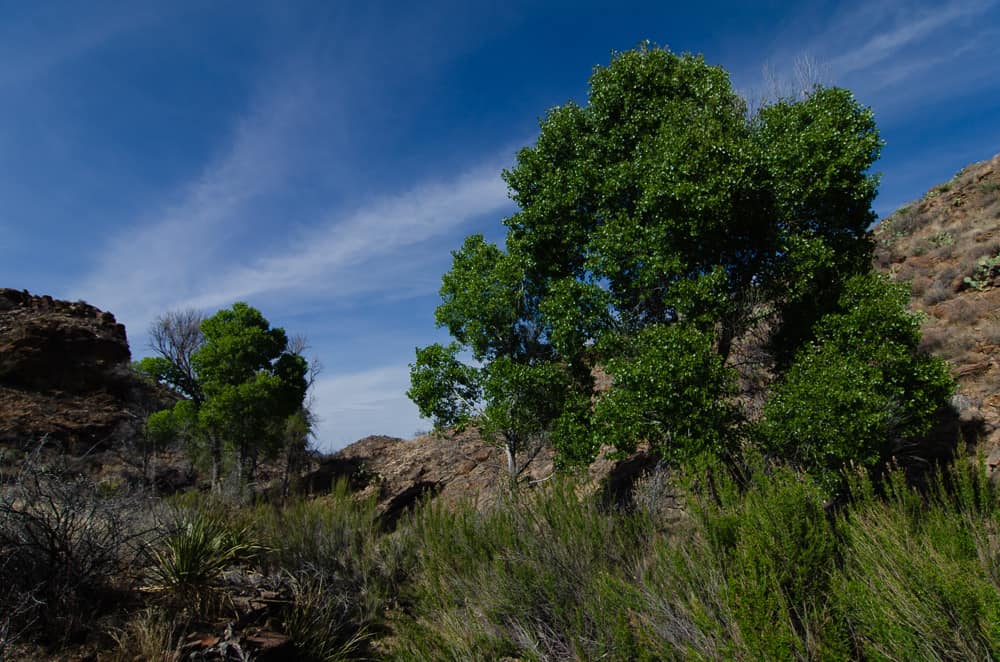 Hiking Big Bend National Park