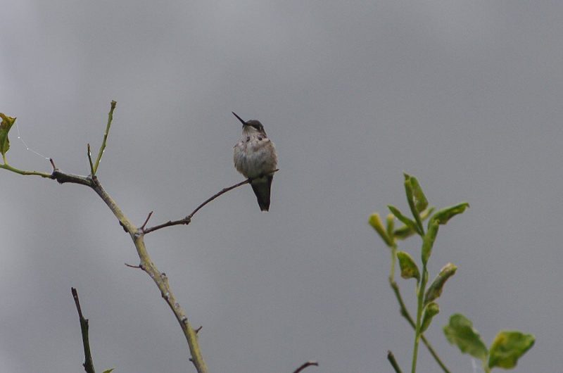 Texas Winter Hummingbirds