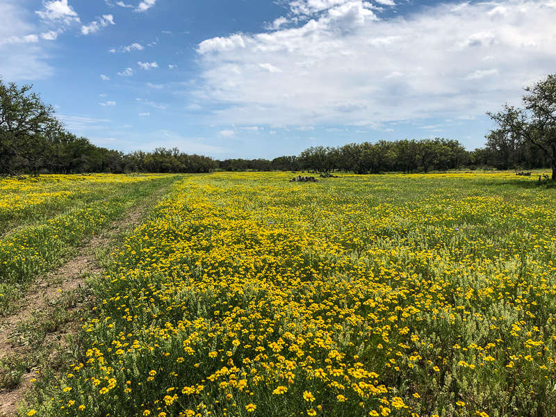 Texas Wildflowers
