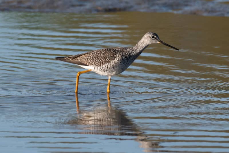 Greater Yellowlegs - heavier barring