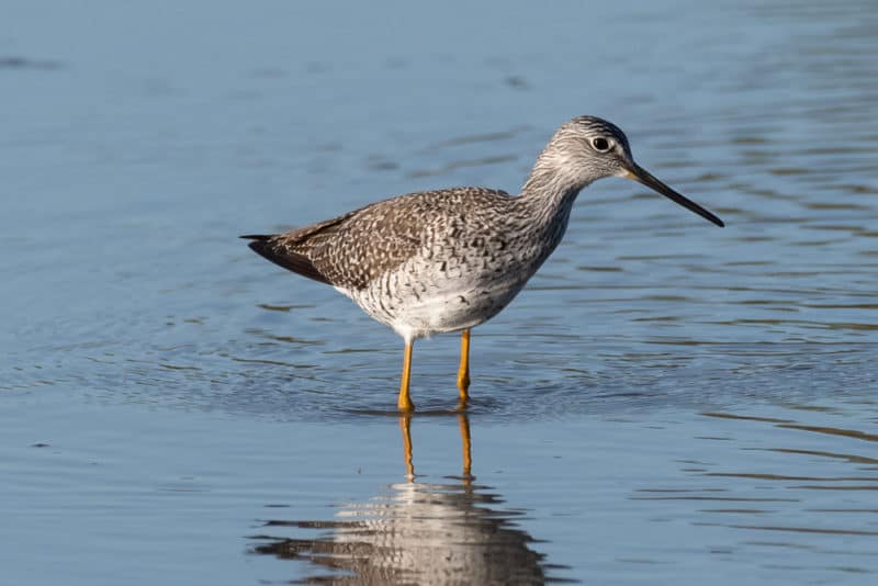 Greater Yellowlegs