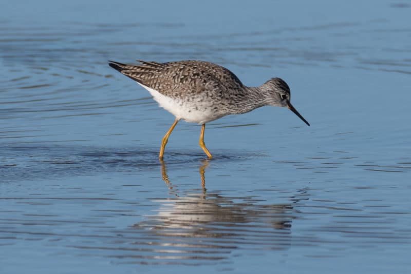 Lesser Yellowlegs