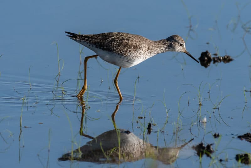 Lesser Yellowlegs - lighter barring 
