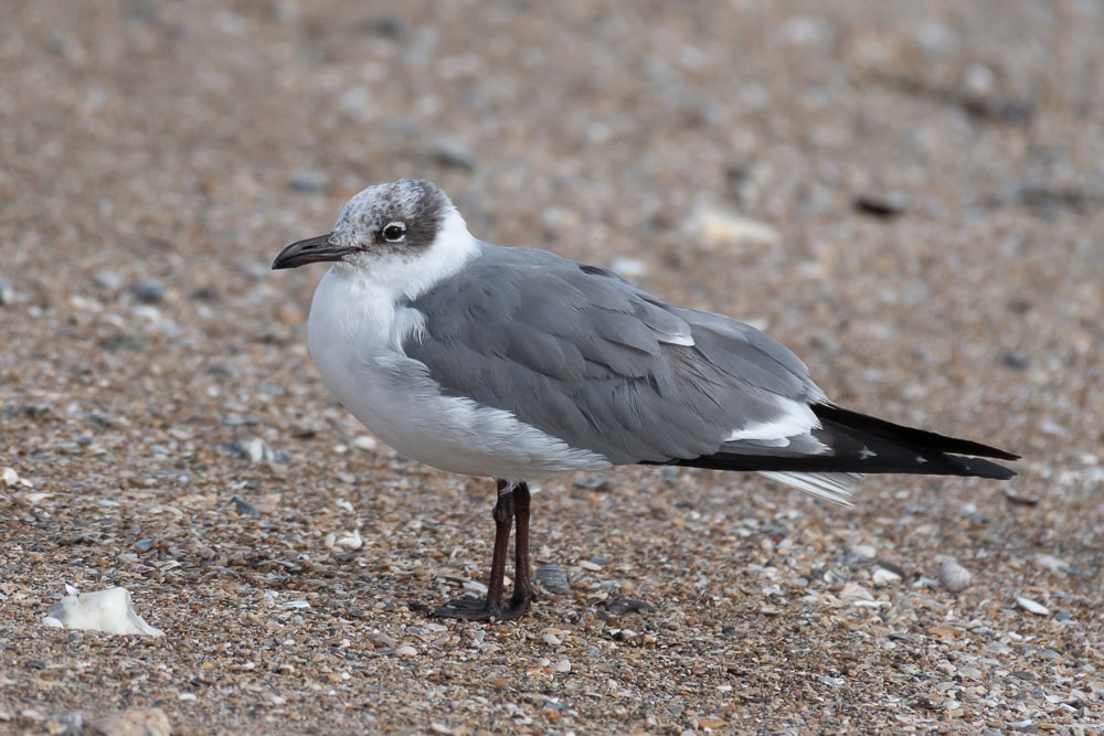 Black-headed Gulls in Texas
