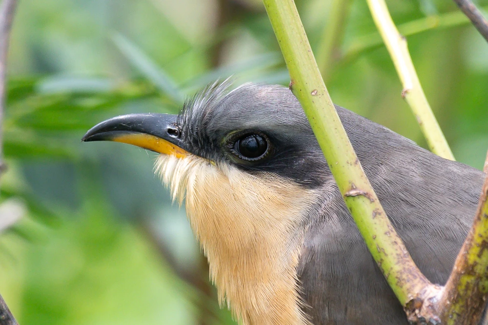 Mangrove Cuckoo