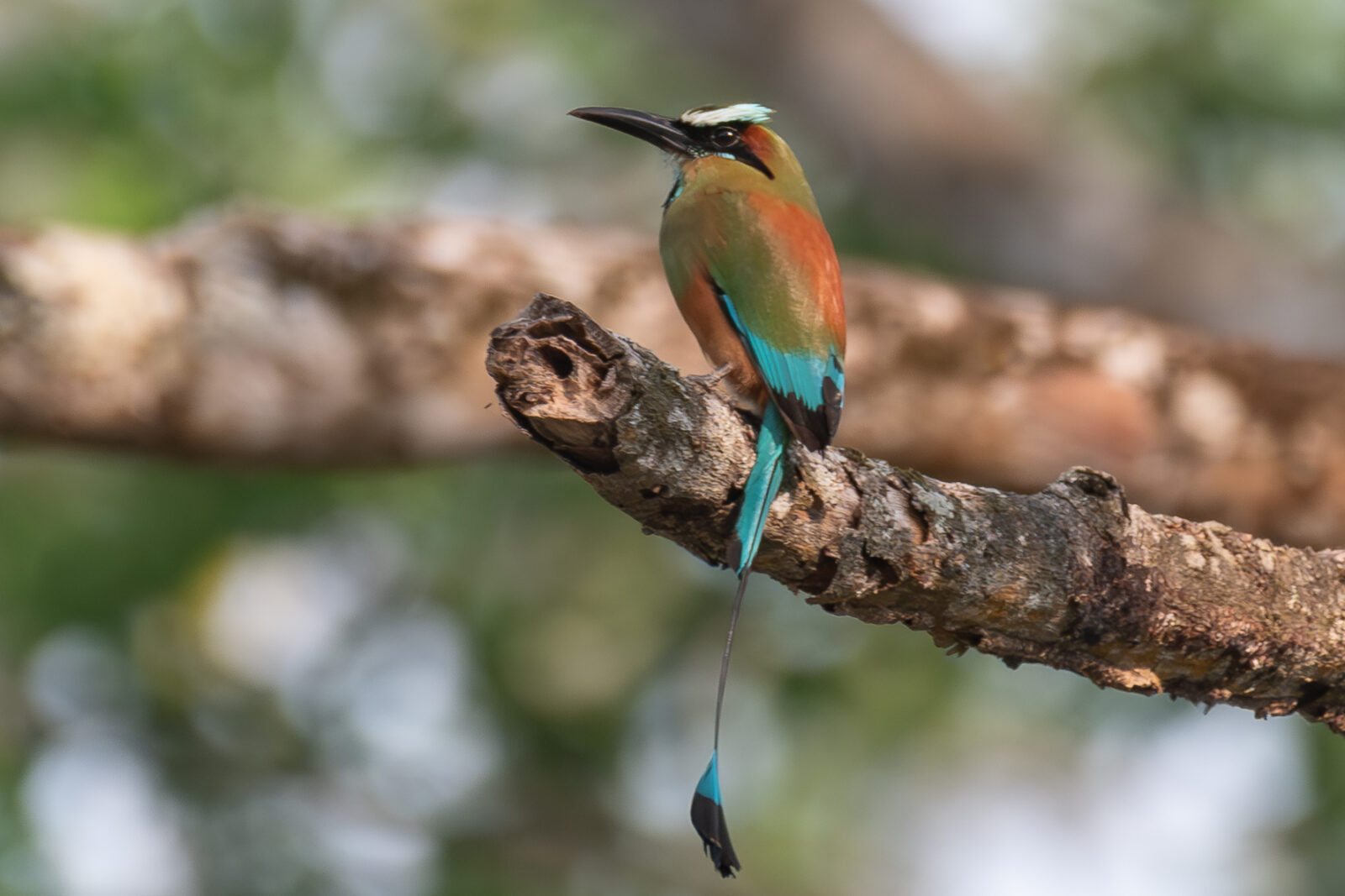 Turquoise crowned Motmot