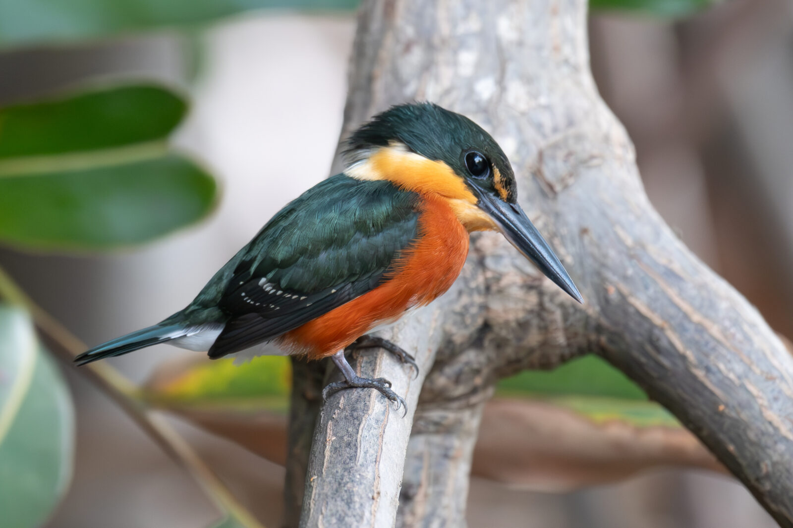 Pygmy Kingfisher